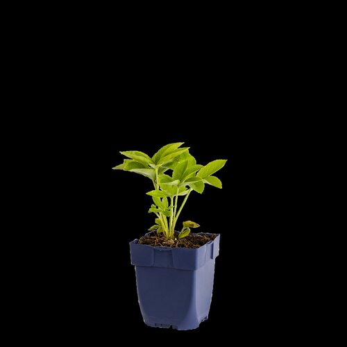 Hello Garden Lavandula angustifolia 'Munstead' vaste plant - afbeelding 1