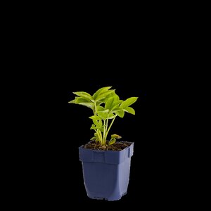 Hello Garden Lavandula angustifolia 'Munstead' vaste plant - afbeelding 1