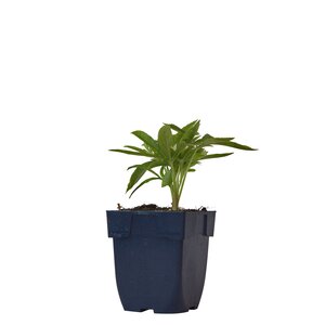 Hello Garden Lavandula angustifolia 'Munstead' vaste plant - afbeelding 2