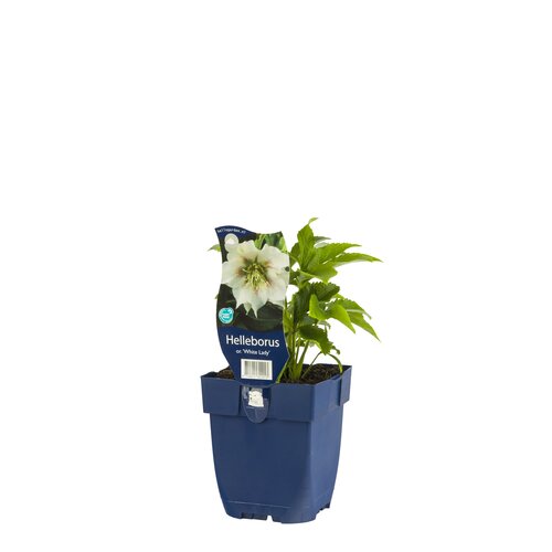 Hello Garden Lavandula angustifolia 'Munstead' vaste plant - afbeelding 3