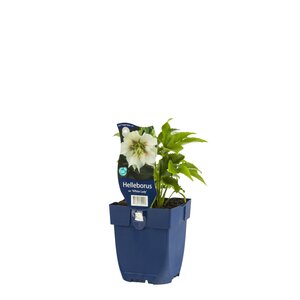 Hello Garden Lavandula angustifolia 'Munstead' vaste plant - afbeelding 3
