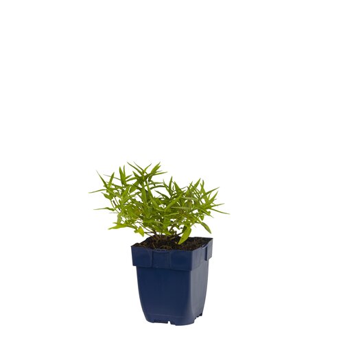 Lythrum sal. 'Blush', in 11cm-pot