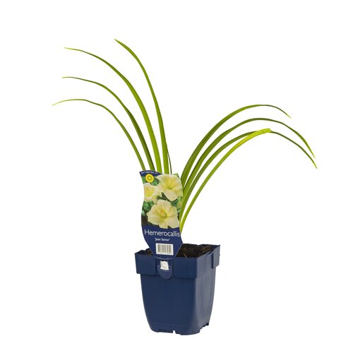 Hemerocallis 'Joan Senior', in 11cm-pot - afbeelding 2