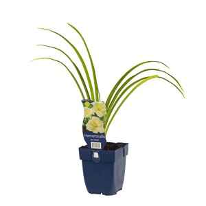 Hemerocallis 'Joan Senior', in 11cm-pot - afbeelding 2