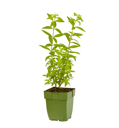 Lippia citriodora, in 11cm-pot