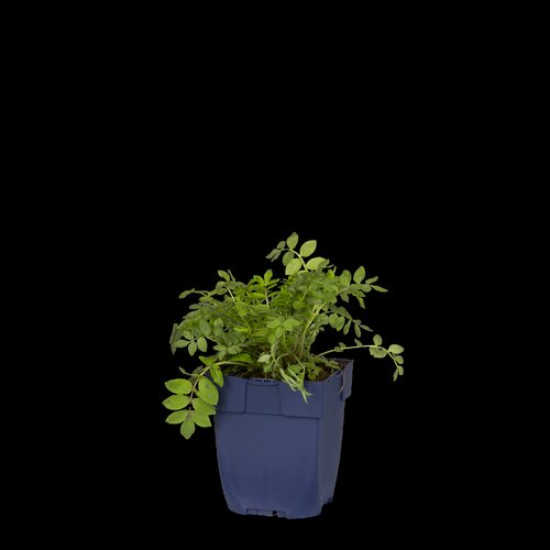 Hello Garden Lavatera 'Baby Barnsley' vaste plant