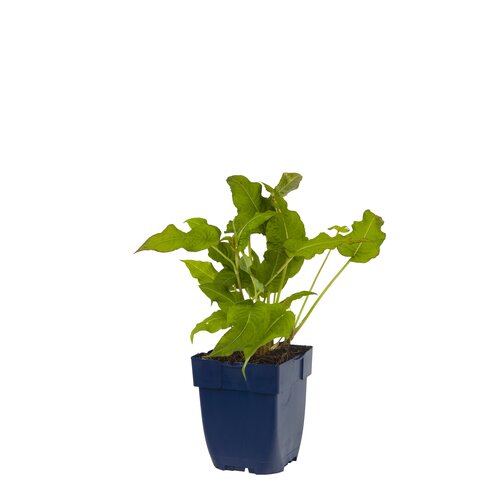 Hello Garden Lavatera Baby Barnsley vaste plant