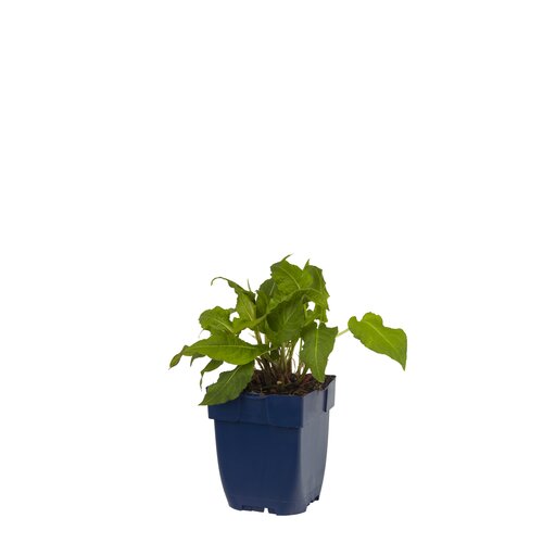 Hello Garden Lavatera Baby Barnsley vaste plant