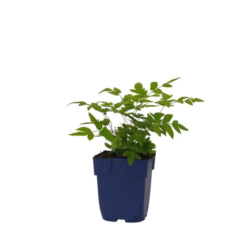 Hello Garden Lavatera Baby Barnsley vaste plant