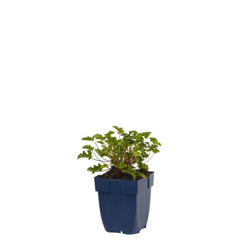 Hello Garden Lavatera Burgundy Wine vaste plant