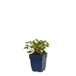 Hello Garden Lavatera Burgundy Wine vaste plant