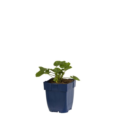 Hello Garden Lavatera Rosea vaste plant