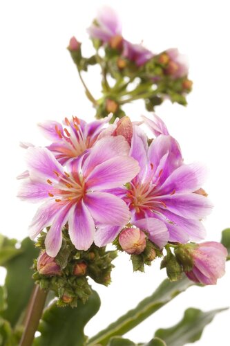 Hello Garden Lewisia cotyledon vaste plant - afbeelding 4