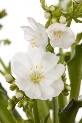 Hello Garden Lewisia cotyledon vaste plant - afbeelding 6