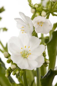 Hello Garden Lewisia cotyledon vaste plant - afbeelding 6