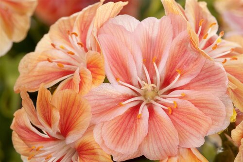 Hello Garden Lewisia cotyledon vaste plant - afbeelding 2
