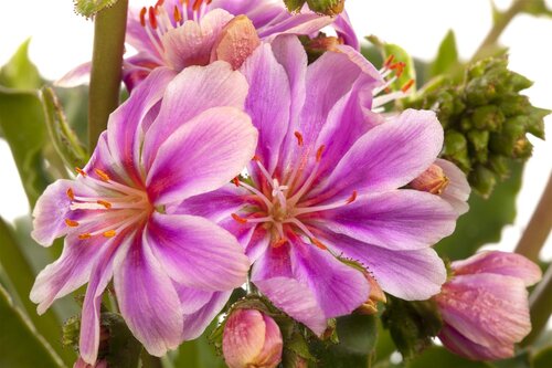 Hello Garden Lewisia cotyledon vaste plant - afbeelding 5