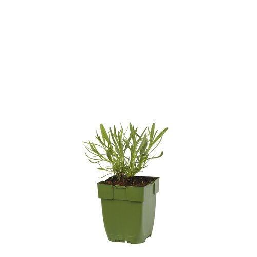 Lavandula angustifolia, in 11cm-pot - afbeelding 1