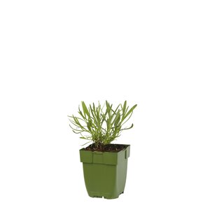 Lavandula angustifolia, in 11cm-pot - afbeelding 1