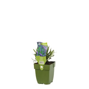 Lavandula angustifolia, in 11cm-pot - afbeelding 2