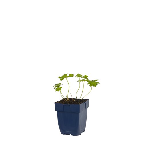 Hello Garden Liatris spicata Alba vaste plant