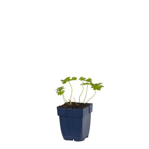 Hello Garden Liatris spicata Alba vaste plant