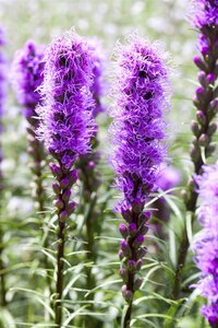 Hello Garden Liatris spicata vaste plant - afbeelding 2