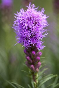 Hello Garden Liatris spicata vaste plant - afbeelding 4