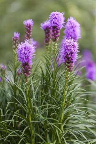 Hello Garden Liatris spicata vaste plant - afbeelding 6