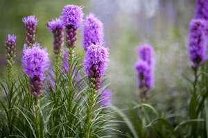 Hello Garden Liatris spicata vaste plant - afbeelding 3