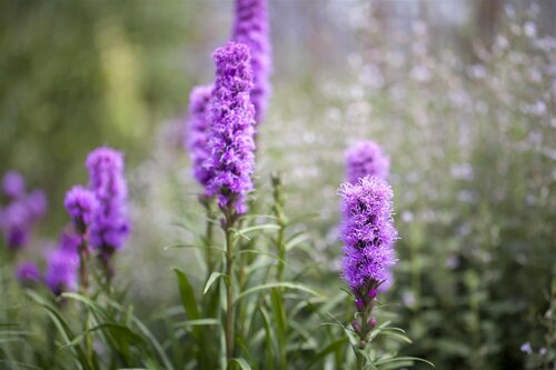 Hello Garden Liatris spicata vaste plant - afbeelding 5