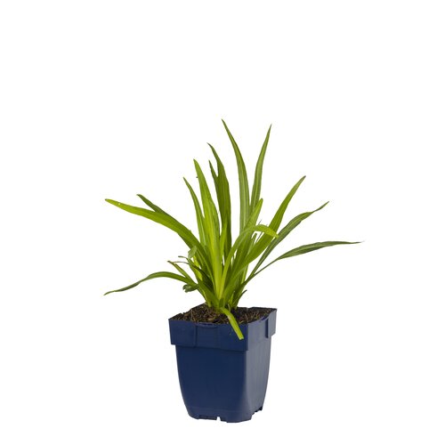 Hello Garden Liatris spicata vaste plant - afbeelding 1