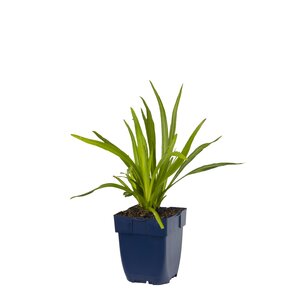 Hello Garden Liatris spicata vaste plant - afbeelding 1