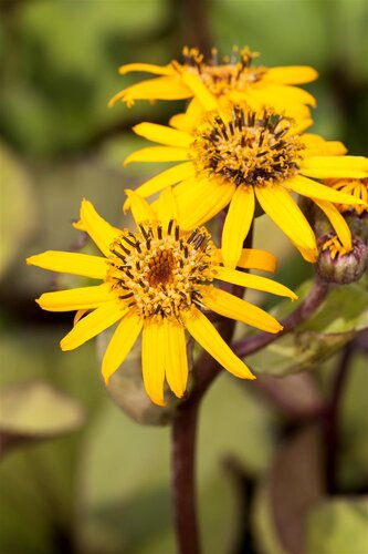Hello Garden Ligularia dentata 'Desdemona' vaste plant