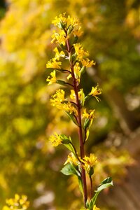Ligularia przewalskii, in 11cm-pot - afbeelding 2