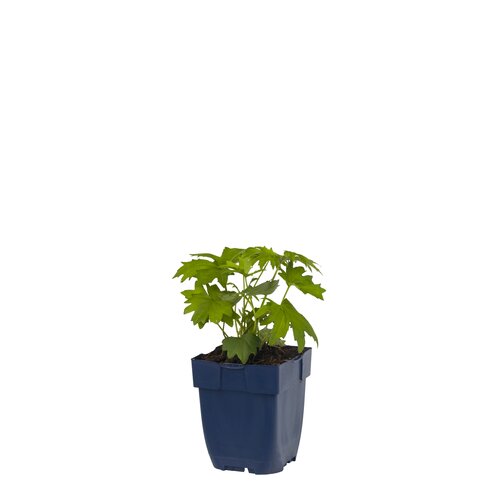 Ligularia przewalskii, in 11cm-pot - afbeelding 1