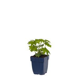 Ligularia przewalskii, in 11cm-pot - afbeelding 1