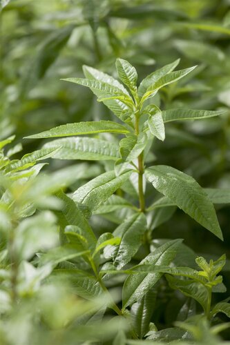 Aruncus aethusifolius, in 11cm-pot - afbeelding 4