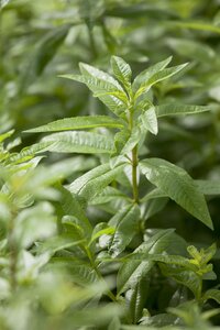 Aruncus aethusifolius, in 11cm-pot - afbeelding 4