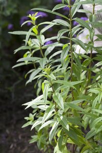 Hello Garden Lippia citriodora kruid - afbeelding 3