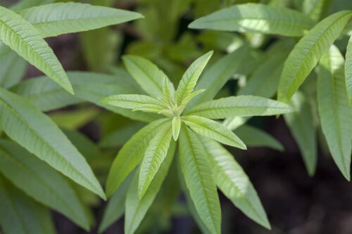 Aruncus aethusifolius, in 11cm-pot - afbeelding 2