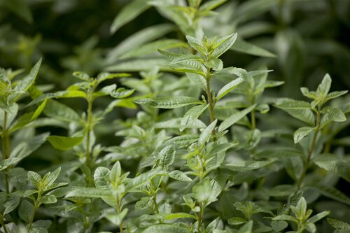 Aruncus aethusifolius, in 11cm-pot - afbeelding 5