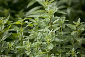Aruncus aethusifolius, in 11cm-pot - afbeelding 5