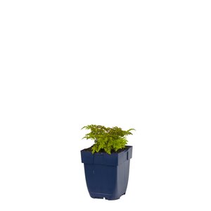 Aruncus aethusifolius, in 11cm-pot - afbeelding 1