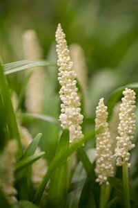 Liriope muscari, in 11cm-pot - afbeelding 2
