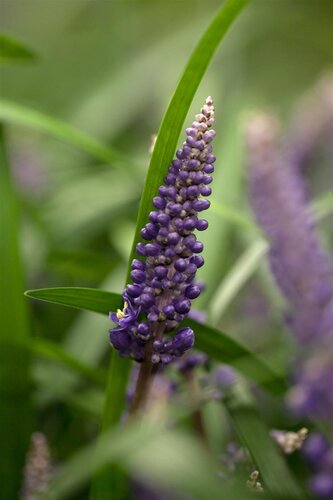 Liriope muscari, in 11cm-pot - afbeelding 3