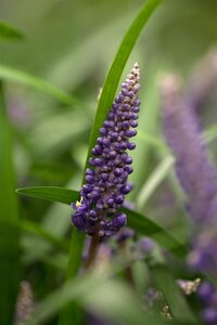 Liriope muscari, in 11cm-pot - afbeelding 3