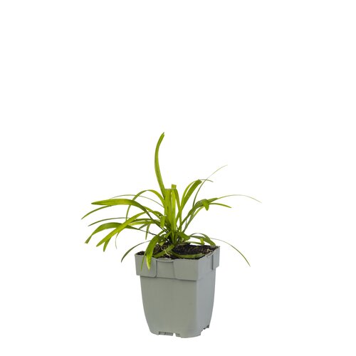 Liriope muscari, in 11cm-pot - afbeelding 1