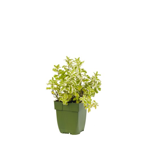 Mentha rot. 'Pineapple Mint', in 11cm-pot