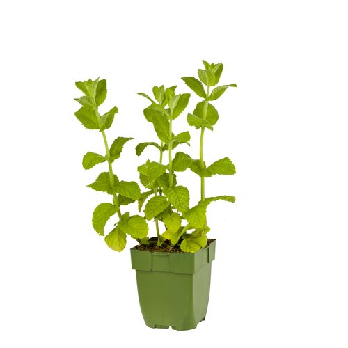Mentha rot. 'Apple Mint', in 11cm-pot